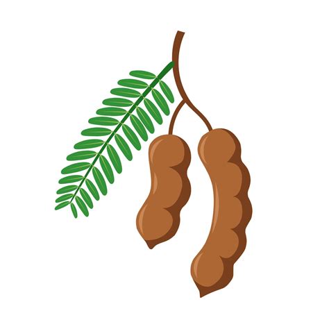 Vector illustration of tamarind or tamarindus indica, with green leaves, isolated on white ...