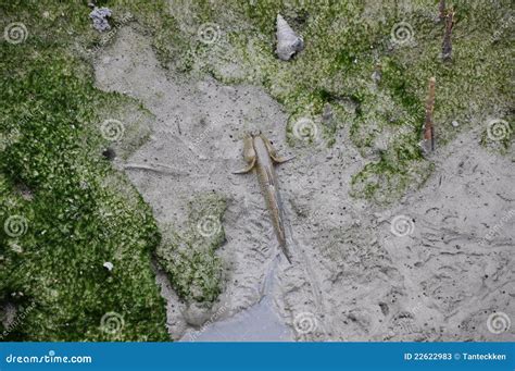 Walking fish mudskipper stock image. Image of oxudercinae - 22622983