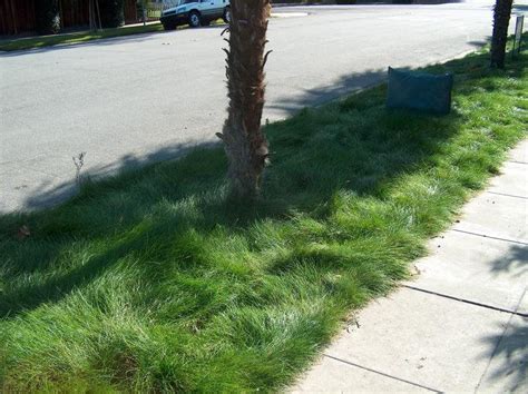 9 of the Best No-Mow Grasses for a Low Maintenance Lawn