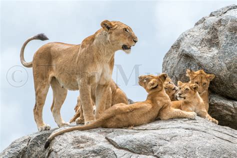 Lion Female Cubs – Tom Murphy Photography