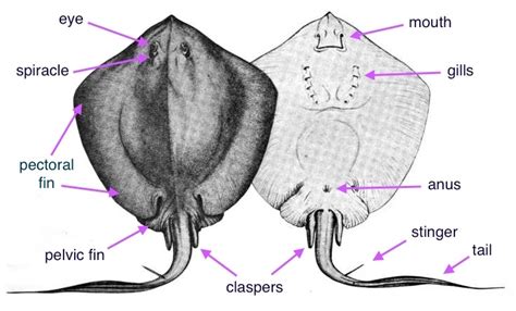 Stingray External Anatomy Ventral