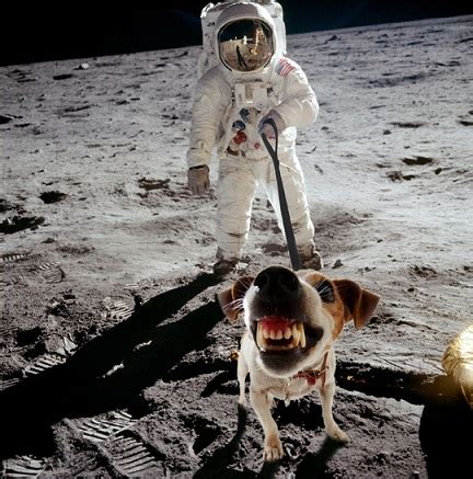 Why are there no cats or dog on Moon?