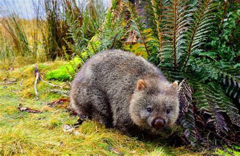 Top 10 Animals in the Australian Outback