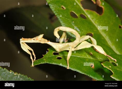 Spiny Leaf Insect, Extatosoma tiaratum. Male .Also known as Macleays Spectre Stick Insect, Giant ...