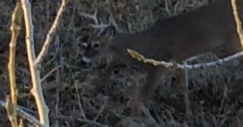 The Life Of A Bowhunter In Deer Season: Day 4 | Grand View Outdoors