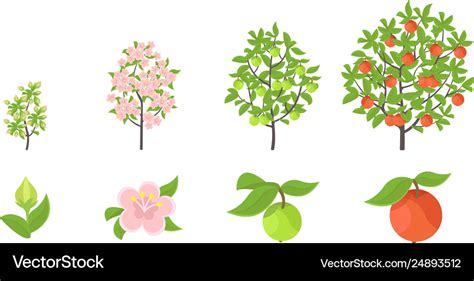 Apple tree growth stages Royalty Free Vector Image