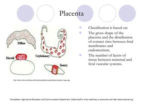 PPT - Female Bovine Reproduction System PowerPoint Presentation - ID ...