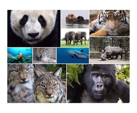 Día Mundial de los Animales: 10 especies en peligro de extinción