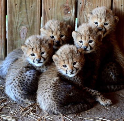 Cheetah Cam cubs get their names