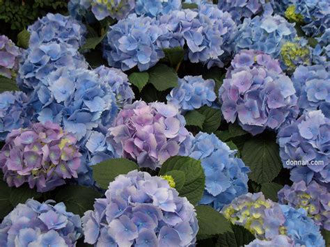 Blue Hydrangea Wallpaper - WallpaperSafari