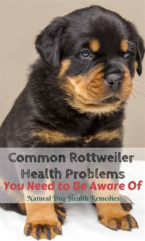 Rottweiler Health Problems & Lifespan