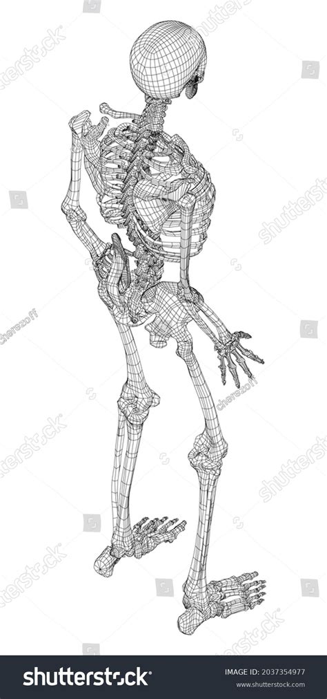 Human Skeleton Vector Rendering 3d Wireframe Stock Vector (Royalty Free) 2037354977 | Shutterstock