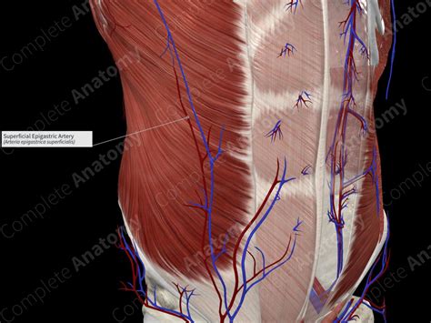 Superficial Epigastric Artery | Complete Anatomy