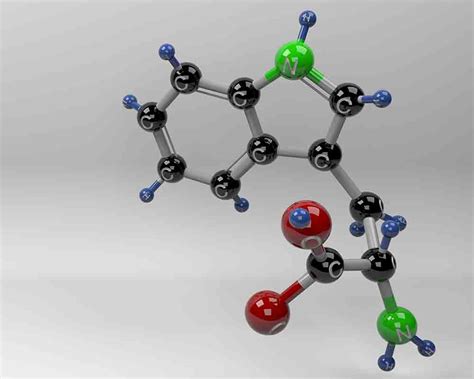 Is Tryptophan An Amino Acid? - Amino Acids Today