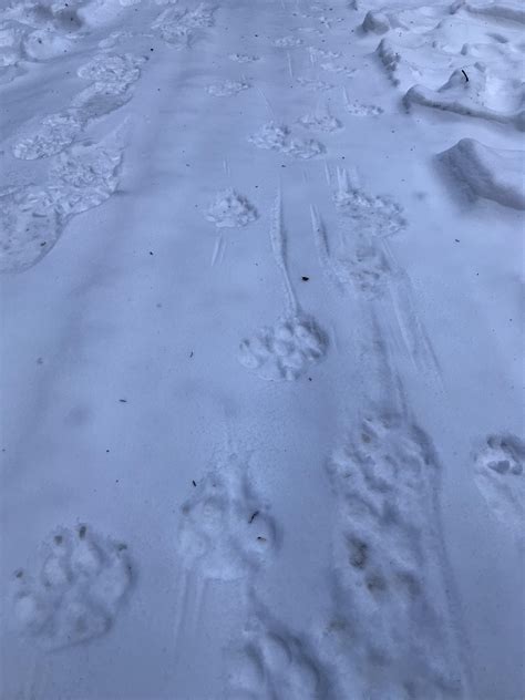 Missed this wolf pack by an hour. Alberta, Canada : r/AnimalTracking