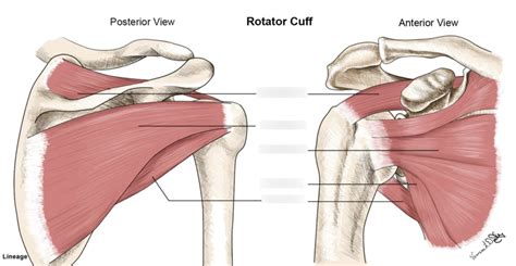 rotator cuff muscles Diagram | Quizlet