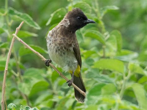 Common Bulbul - eBird