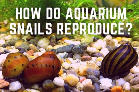 How Do Aquarium Snails Reproduce? – Easy Care Aquariums