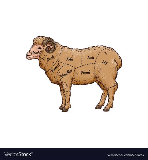 Ram sheep meat cut guide on hand drawn farm animal