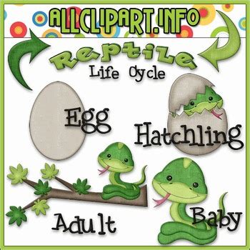 TPT EXCLUSIVE BUNDLE - Life Cycles Clip Art - Reptiles by Amanda Rene