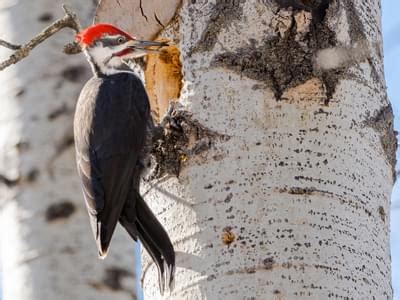 Pileated Woodpecker Nesting: A Complete Guide | Birdfact