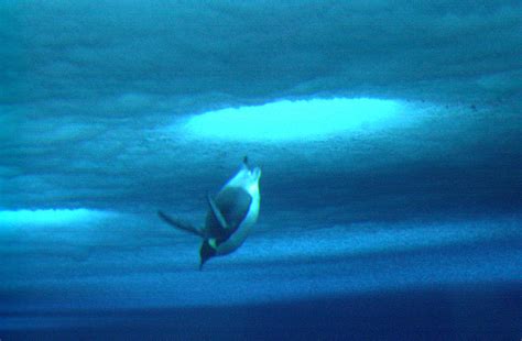 Emperor penguins diving under ice