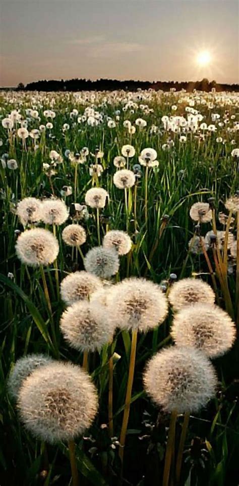 Dandelion Flower graphy HD wallpaper | Pxfuel