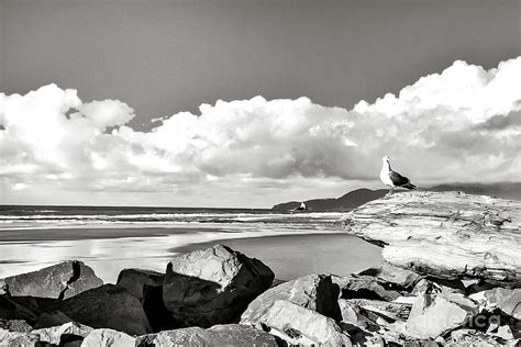 Seagull At The Beach - Black And White Photograph by Jack Andreasen ...