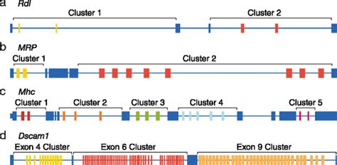 Schematic of the exon-intron structures of the genes examined in this... | Download Scientific ...