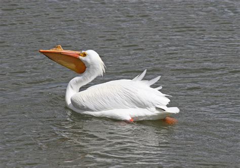 Pelican Birds Facts | Latest Information & Pictures | All Wildlife ...