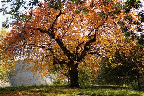 Gambar : pemandangan, alam, cabang, menanam, sinar matahari, daun, musim gugur, pohon maple ...