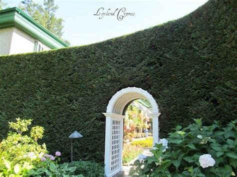 1000+ images about leylandii on Pinterest | Hedges, Maze and The plant