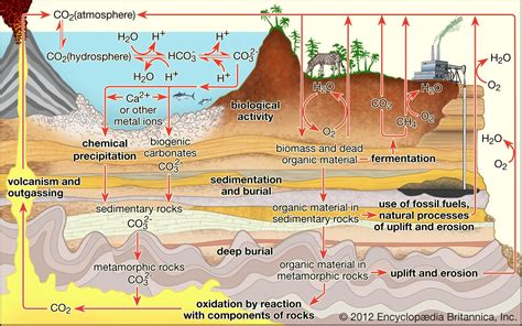 carbon cycle | Definition, Steps, Importance, Diagram, & Facts | Britannica