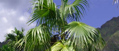 Most Popular Fan Palm Tree Types and Varieties To Grow - EmbraceGardening