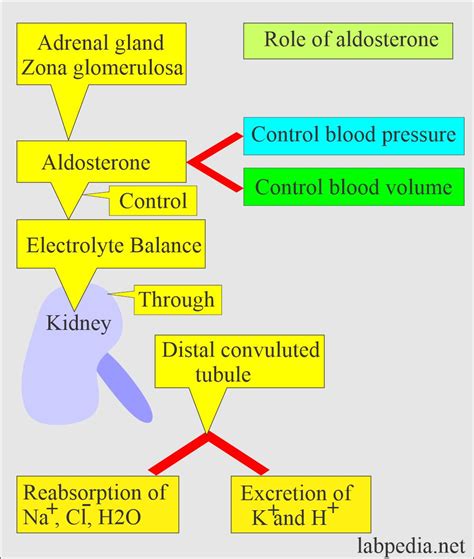 Aldosterone and Renin-Angiotensin System - Labpedia.net