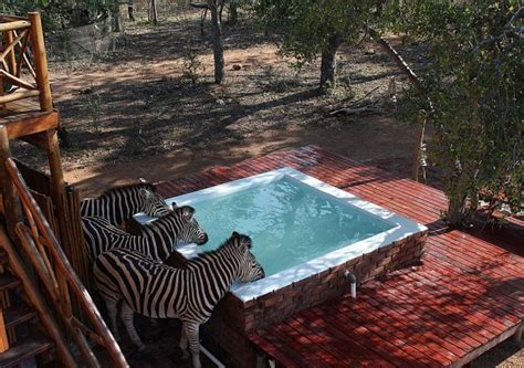 At Vuurvliegie in Marloth Park, the zebra's quench their thirst in the Jacuzzi's! | Marloth park ...