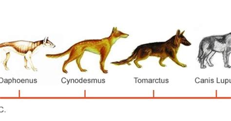 Cynodictis Evolution