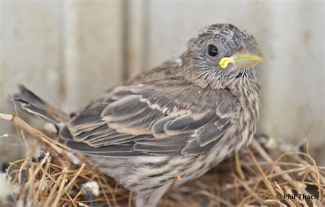 House Finch Nestling 4-4-2012 | Phil Thach