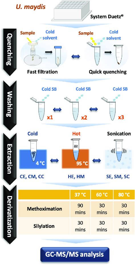 | A comprehensive optimization of sample preparation for GC-MS/MS-based... | Download Scientific ...