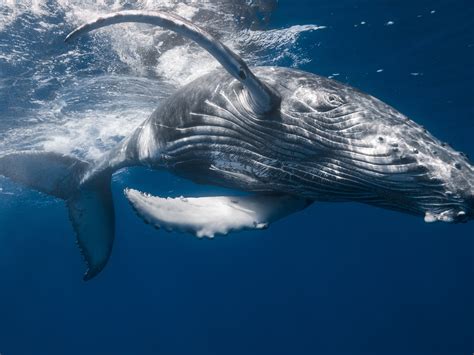 Download Wallpaper 1600x1200 Humpback whale, underwater, sea HD Background