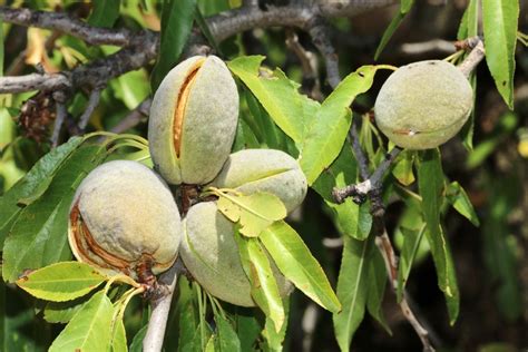 Almond Diseases And Pests: Tips On Managing Issues In Almonds