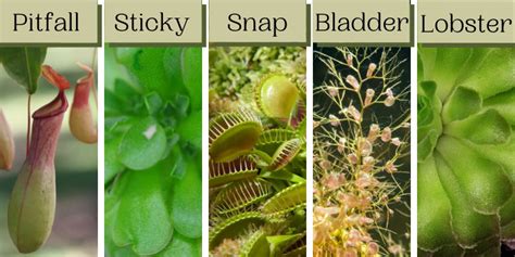 Types of Carnivorous Plants – Learn Botany | HerbSpeak