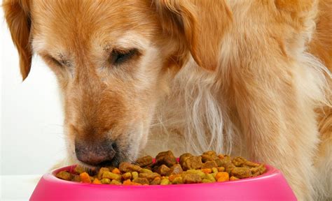 6 Best Dog Food for Kidney Disease Options [2024 Reviews]