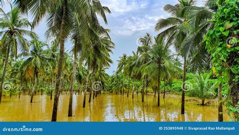 Coconut Trees Submerged In Godavari River During Floods, Konaseema, Rajahmundry, Andhrapradesh ...