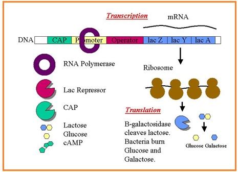 Rantai Dna Yang Berperan Dalam Transkripsi Adalah