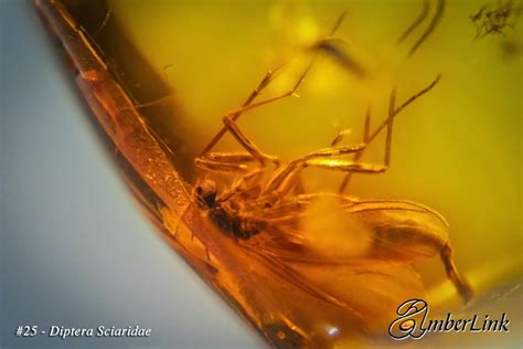 Life trapped in time capsule of Baltic Amber﻿ - The Gem Expo