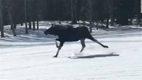 Loose moose creates havoc on the slopes - CNN Video