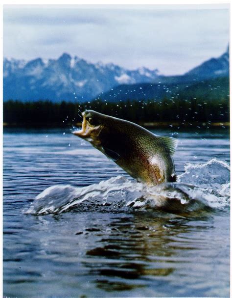 trout jumping - Google Search | Trout art, Trout, Water