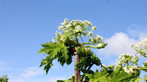 How to remove Giant hogweed - Environment Controls