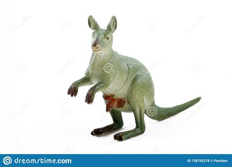 Kangaroo and Baby Kangaroo on a White Background Stock Photo - Image of mainland, wildlife ...